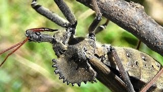 Wheel Bug Arilus cristatus  clear view of this assassins features [upl. by Aikmat]