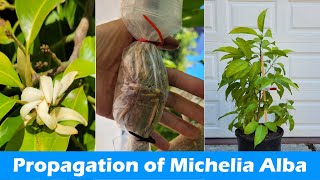 How to Propagate Michelia Alba  Rooting Michelia Alba Branches  Pak Lan Air Layering 白兰的繁殖 [upl. by Allisirp325]