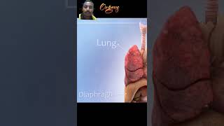 Respiratory system animation 3D lungs pharmacy nursing [upl. by Asillam771]