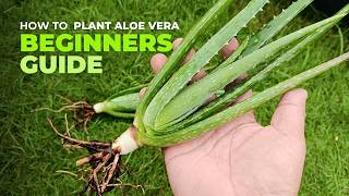 How To Plant Aloe vera A Beginners Guide [upl. by Bik]