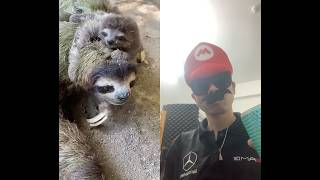 after my work day animals sloth monkey zoo wildlife funfacts supermario funny mario [upl. by Boj]