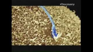 Documental  quotLos espermatozoides y la gran carrera hacia la fecundaciónquot Discovery Channel P17 [upl. by Barnet]