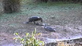 Cormorant Regurgitates Live Eel and Eats it Again [upl. by Aon]