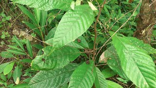 COCOA TREE PROGRESS  Seed to Sapling [upl. by Rind]