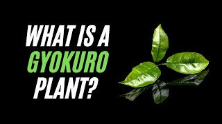 All you need to know the Gyokuro Plant  Gyokuro Tea Benefits and more [upl. by Azpurua]