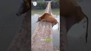 Lucky Escape Cow Pulled from River in Dramatic Rescue [upl. by Arihday318]