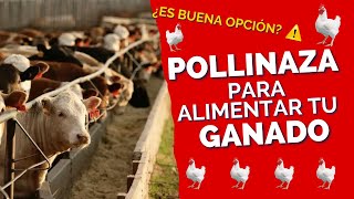 🚨 POLLINAZA PARA ALIMENTAR TU GANADO 🚨 ¿LA SIGUES USANDO  ¿QUÉ ES LA POLLINAZA [upl. by Alwyn]