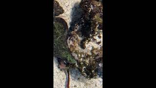 Creepy amphipods🪳🦐👀crustacean cockroach tampabaywatch creepy shorts sealife halloween [upl. by Mckenna]