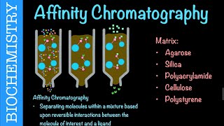 Affinity Chromatography  Biochemistry [upl. by Kajdan]