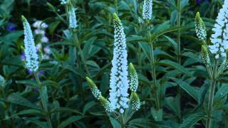 Veronica Longifolia First Lady®  4K [upl. by Htnicayh578]