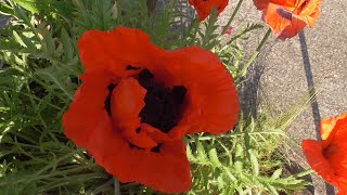 Red Poppy Papaver orientale one of the varieties [upl. by Gunzburg]