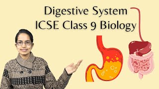 Digestive System  Buccal Cavity Small Intestine Large Intestine  ICSE Class 9 Biology [upl. by Ohs]