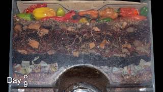 quotAround the Worm Bin in 80 Daysquot FAST timelapse  Vermicomposting with Red Wigglers amp Layered Food [upl. by Ahgiel]