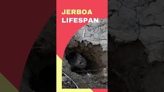 Jerboa Lifespan  Small Mouse in the World shorts [upl. by Staford]