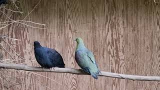 Japanese wood pigeon and Whitebellied wedgetailed green pigeon [upl. by Ekihc]