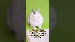 quot10 Surprising Rabbit Facts to Blow Your Mindquot part1 rabbit rabbits facts [upl. by Ynattirb]