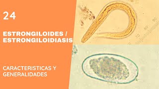 ESTRONGILOIDES 24 ESTRONGILOIDIASIS  NEMATODOS [upl. by Pearce]