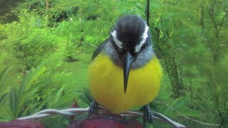 Backyard Birds 31  Bananaquit Special  Bananaquits’ civil fights bananaquit birds fighting [upl. by Airenahs]