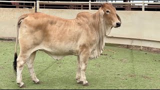 JampJ Cattle Co Bred Brahman Heifer [upl. by Mossberg]