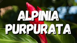 Alpinia Purpurata Um Guia Completo Desta Planta [upl. by Pazice]