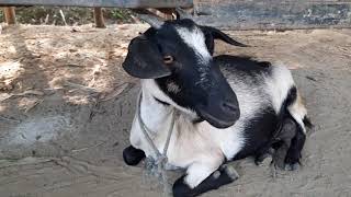 Goat sound 2020 । Best goat sound in the world 2020 [upl. by Nanon]