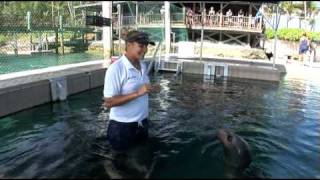 Swim with Dolphins at Dolphin Encounters  What Not to Miss on Blue Lagoon Island [upl. by Eenafit]