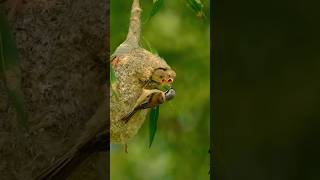 Amazing Nest Mother bird feeding her babies animalplanet NatGeo bbcearth [upl. by Burack]