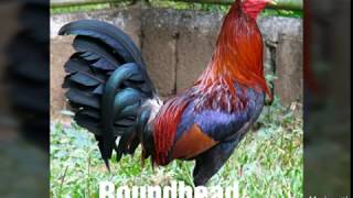 Top Strongest Gamefowl Breeds Part 2 [upl. by Attelrak418]