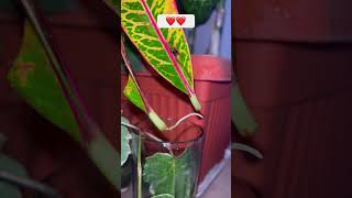 Croton Leaf Propagation in Water Croton Propagation in Winter🌱🌱crotonpropagationshorts [upl. by Etnauq566]