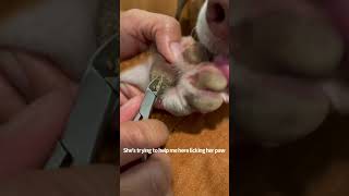 Hyperkeratosis on dog removal [upl. by Pooley]