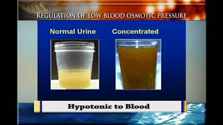 Regulation of LOW blood OSMOTIC PRESSURE  when you take alot of wateryou need to know [upl. by Patterman]