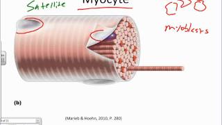 Muscle Muscle Tissue and the Sarcomerewmv [upl. by Carlos]