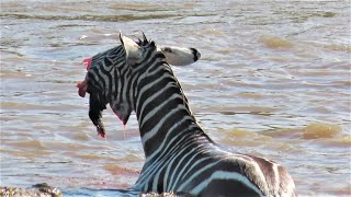 Crocodiles Bite The Face Off Zebra While Crossing Mara River on a Safari in Kenya [upl. by Urbannai]