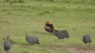 Tawny Eagle amp Helmeted Guineafowl  Masai Mara wildlifewildlifephotoghraphy masaimaranationalpark [upl. by Sellihca435]