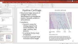 107 Skeletal system cartilage bone cells woven bone lamellar bone PowerPoint 2019 07 27 14 35 [upl. by Lang230]