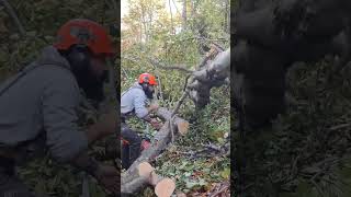 ❗CLOSE CALL❗husqvarna logging chainsaw lumberjack asmr bushcraft forest satisfying [upl. by Yahc242]