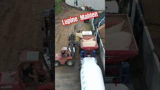 🐮 LUPINEN zu Kuhfutter mahlen landwirtschaft landtechnik [upl. by Batchelor842]