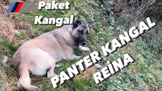 M PAKET PANTER KANGAL [upl. by Shippee791]