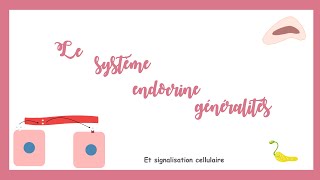 Le système endocrine généralités et signalisation cellulaire [upl. by Ilojna]