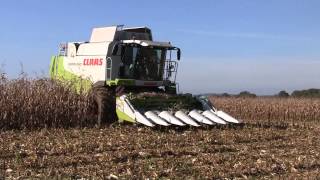 Moissonneuse Claas Lexion 550 amp becs à mais  agriculture  Placey  Doubs  FrancheComté [upl. by Navert]