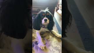 How does a dogs hair look that good haircut hair hairtransformation hairstyle edit [upl. by Sapienza]