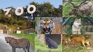 All animals of Nainital Zoo [upl. by Corney]