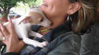 Getting Italian Greyhound Puppy [upl. by Alisun460]