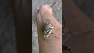 The Loudest Insect On Earth  Cicada  Chicharra shorts [upl. by Aniahs]