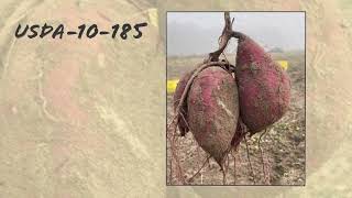 Developing Sweetpotatoes that are Fit to Fight Pests [upl. by Alahcim]