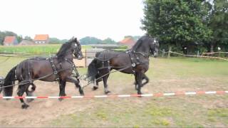 Paarden mennen op Waeyenberg [upl. by Tnomyar]