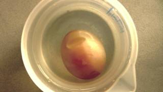 Osmosis demonstration with a raw egg [upl. by Leahcimnaj560]