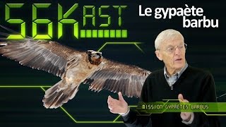 56Kast 92  Vie et sort du gypaète barbu [upl. by Nlycaj]