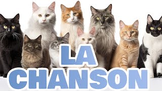 LA CHANSON DES CHATS 2024 [upl. by Lraep]