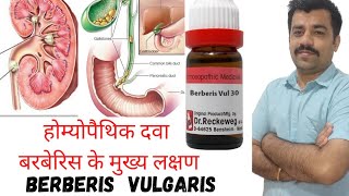 Berberis vulgaris homeopathic medicine guiding symptoms [upl. by Leveridge]